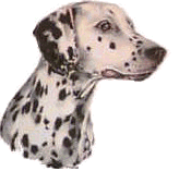 Dalmatian Picture
