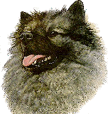 Keeshond Picture
